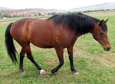 Morgan Mares & Palomino Horses Wyoming
